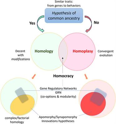 Homologous vs. homocratic neurons: revisiting complex evolutionary trajectories
